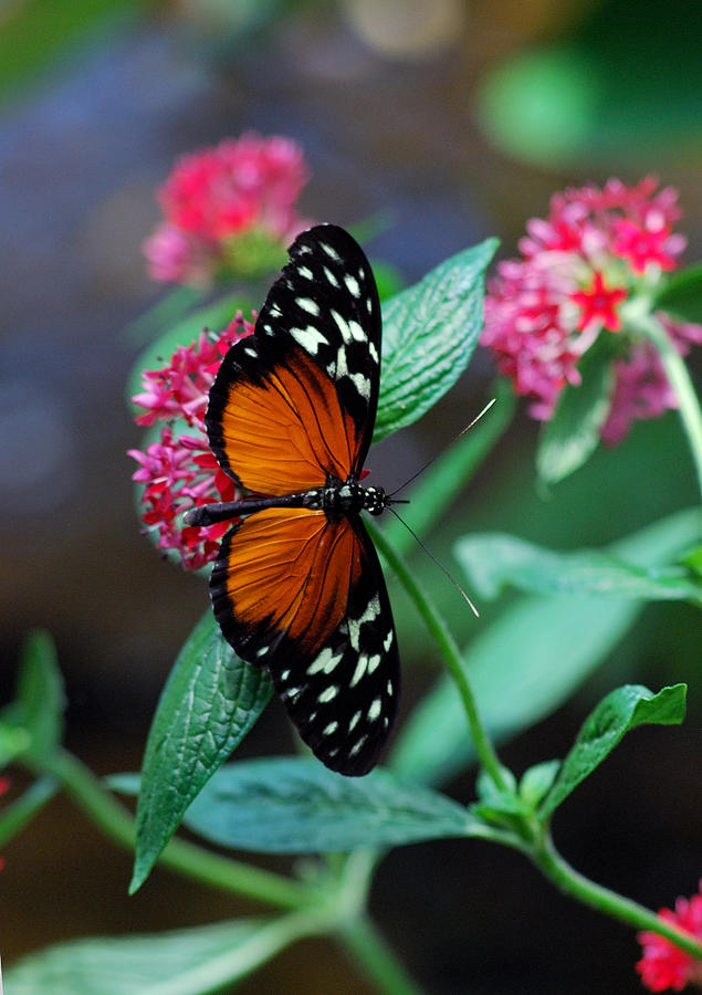 Monarch Butterfly Photograph By Luis Esteves 