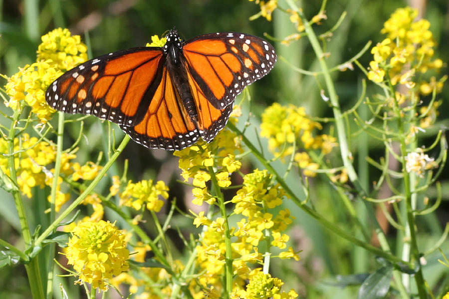 Monarch Butterfly Photograph by Mark J Seefeldt