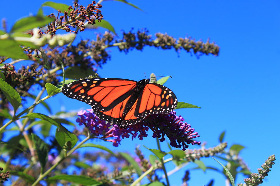 Monarch Butterfly on Butterfly Weed Photograph by John Burk