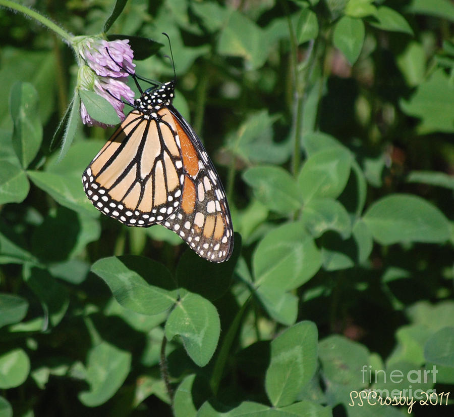 Monarch Butterfly on Clover Photograph by Susan Stevens Crosby