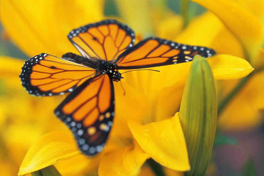 Monarch Butterfly On Flower Photograph by Don Hammond
