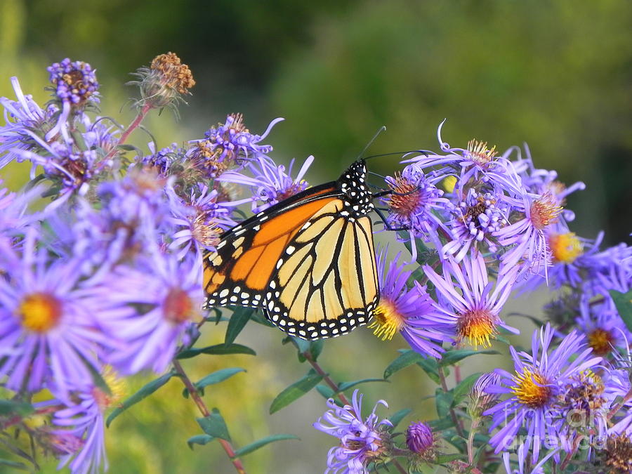 Butterfly Photograph - Monarch Butterfly on Flower by Sandy Owens