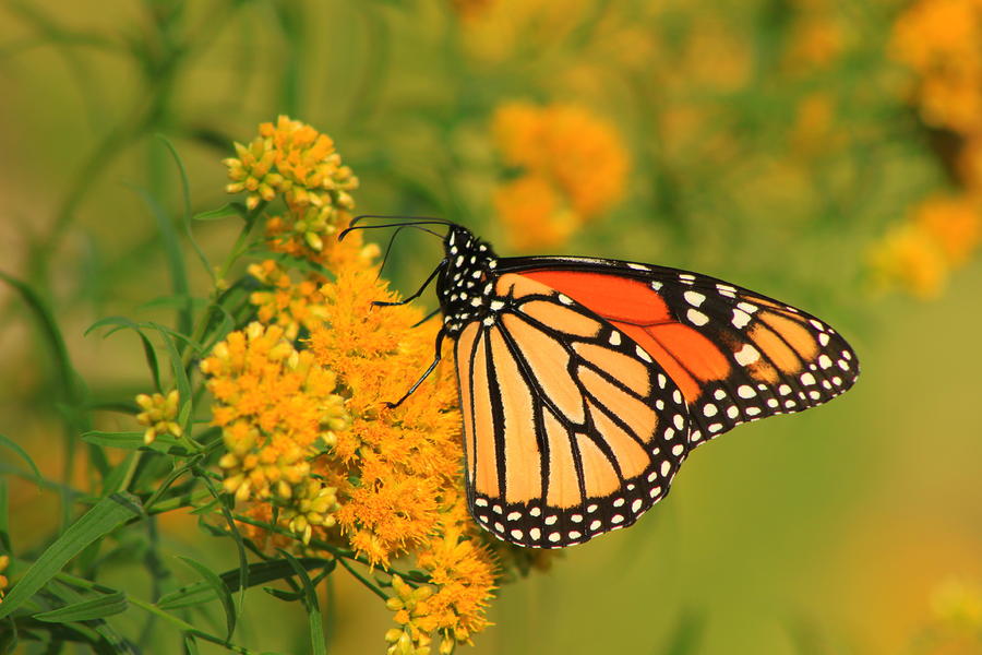Monarch Butterfly on Goldenrod Photograph by John Burk