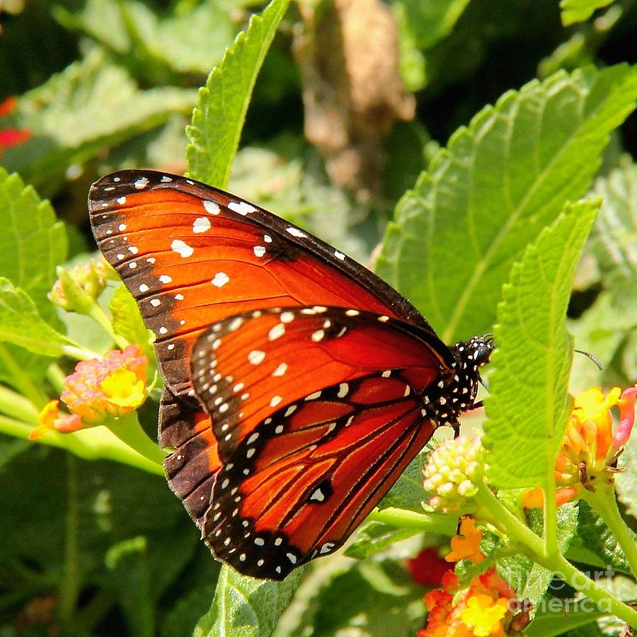 Monarch Butterfly on Leaf Photograph by Browne and Huettner Fine Art ...