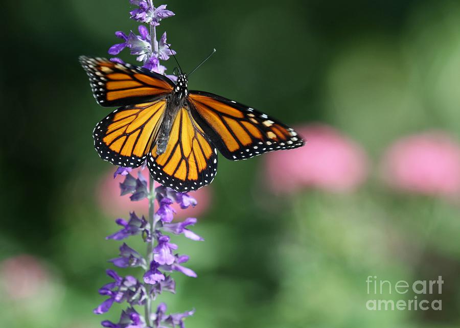 Monarch Butterfly on Purple Flowers Photograph by Sabrina L Ryan