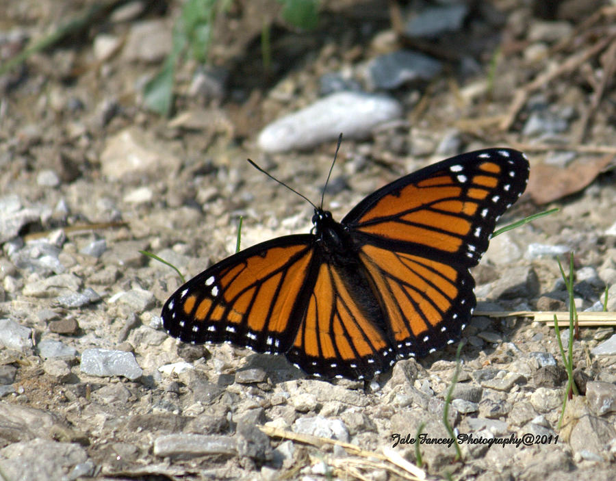 Monarch Butterfly on the Ground Photograph by Jale Fancey