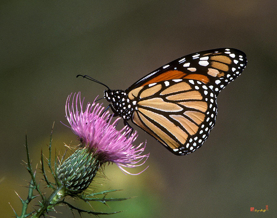 Monarch Butterfly on Thistle 13A Photograph by Gerry Gantt