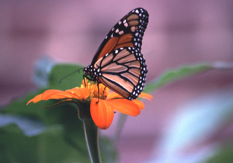Monarch Butterfly on Tithonia Sunflower Photograph by Tom Wurl