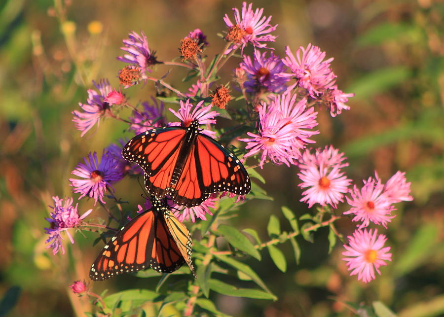 Monarch Butterfly Pair on Asters Photograph by John Burk