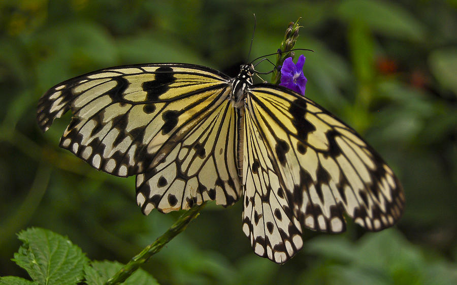 Monarch Butterfly Photograph by Peggie Strachan - Fine Art America