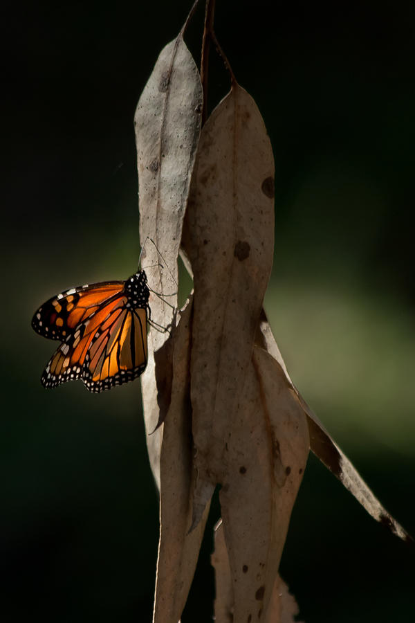 Monarch Butterfly Photograph by Roger Mullenhour