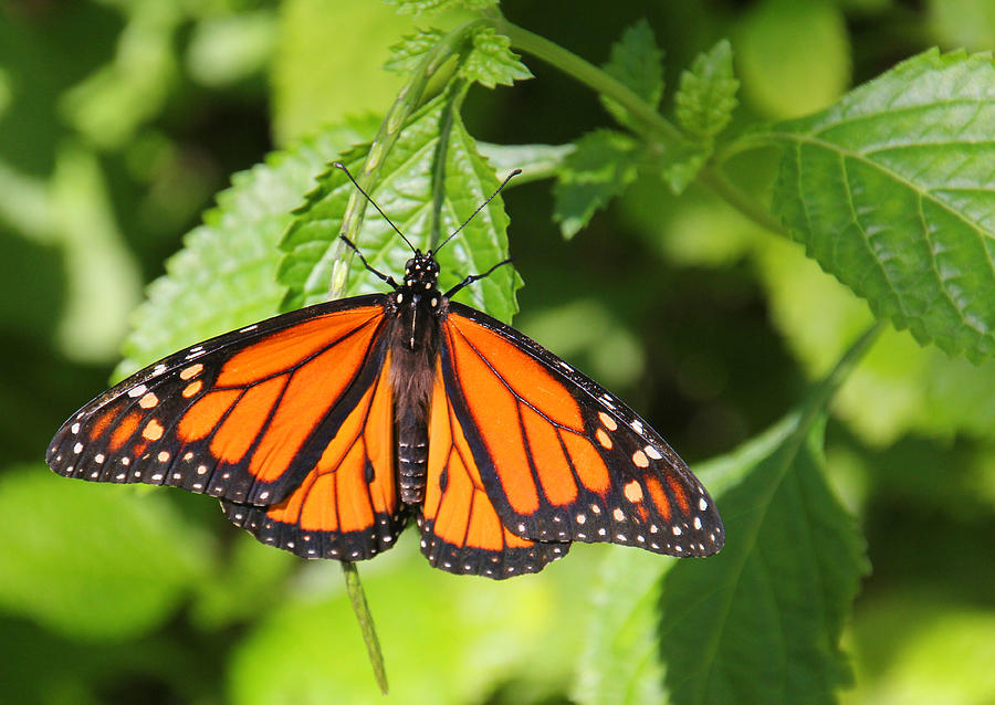 Monarch Butterfly Photograph by Rosalie Scanlon