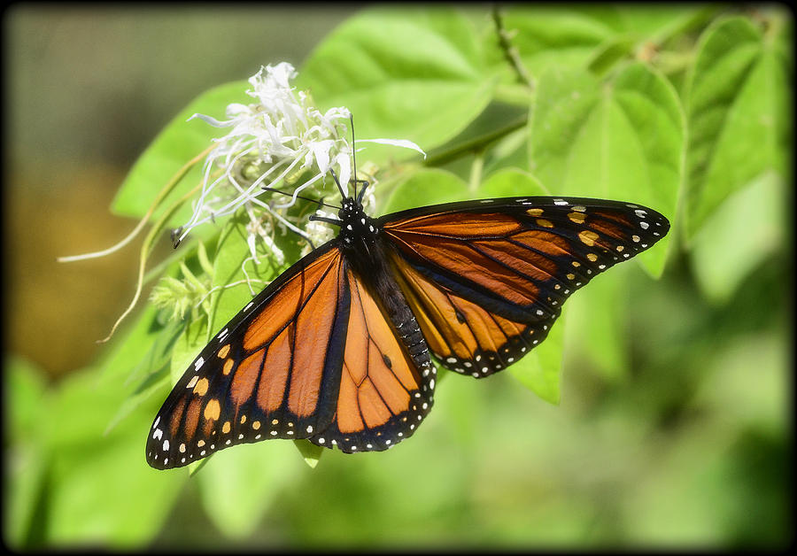 Monarch Butterfly Photograph by Saija Lehtonen