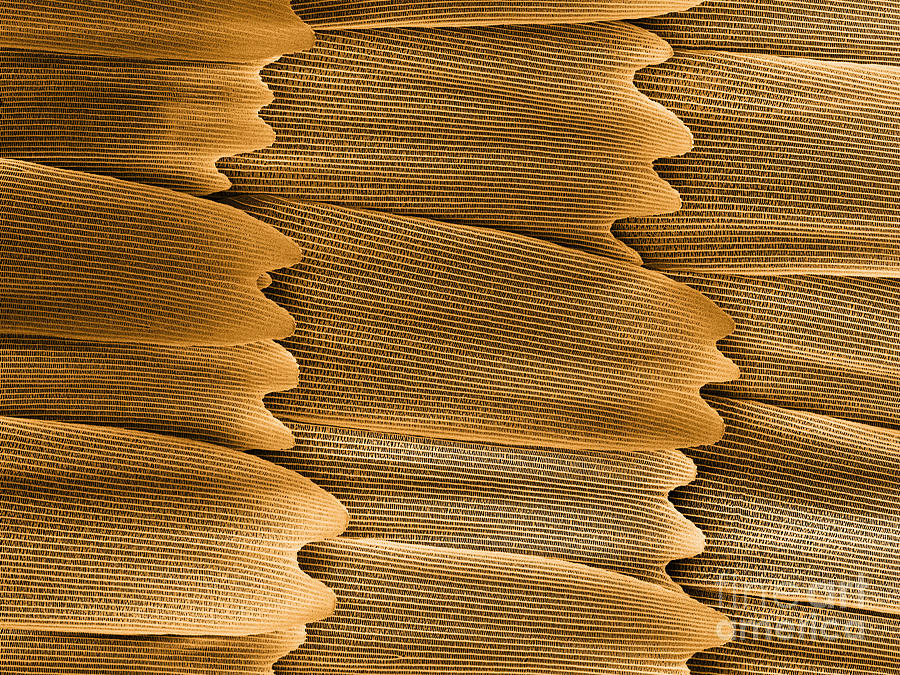 Monarch Butterfly Scales, Sem Photograph by Ted Kinsman