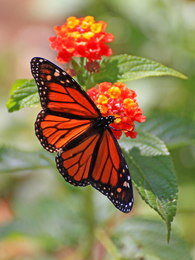 Monarch Butterfly Photograph by Stephen Dennstedt