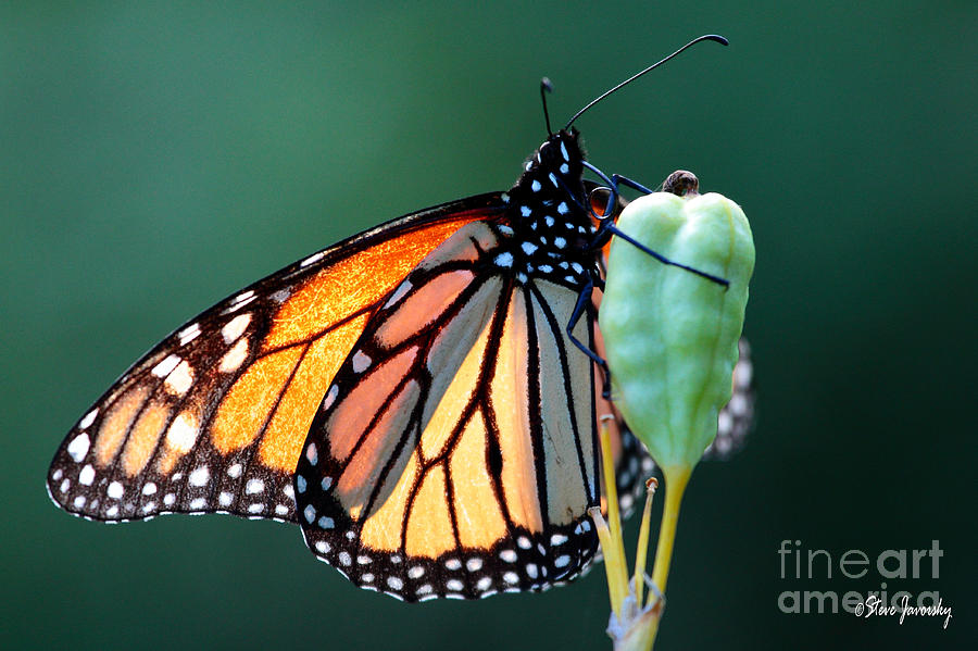 Monarch Butterfly Photograph by Steve Javorsky