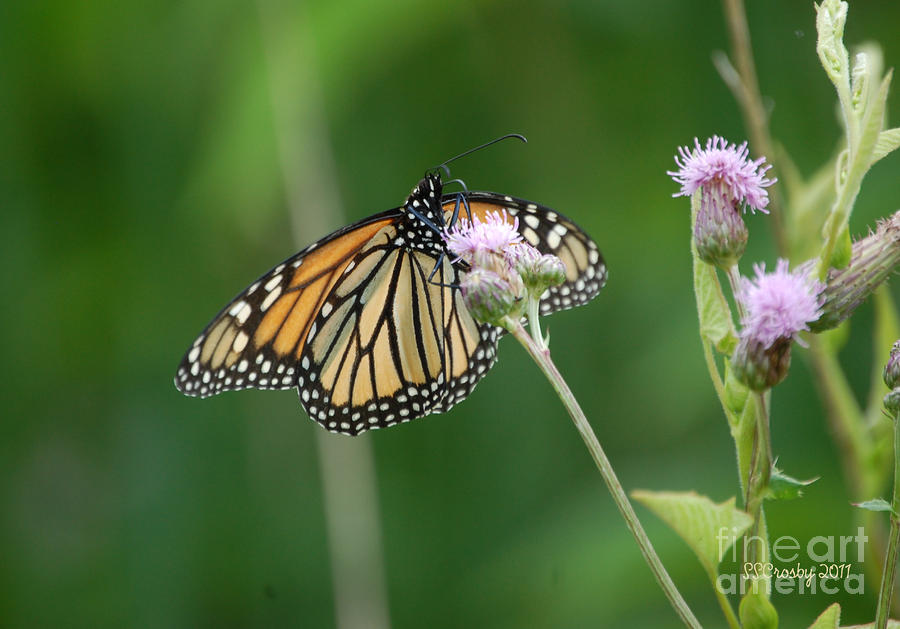 Monarch Butterfly Photograph by Susan Stevens Crosby