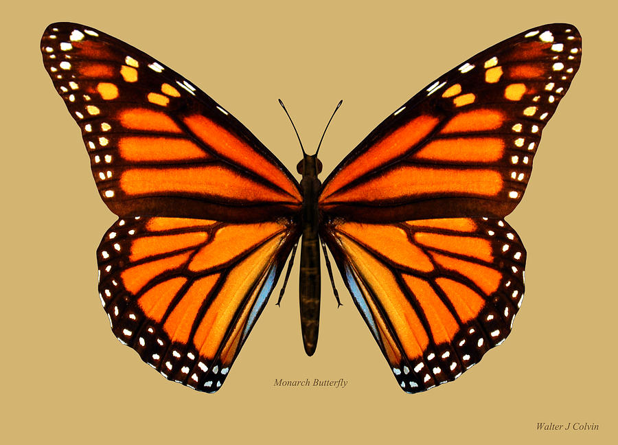 Monarch Butterfly Digital Art by Walter Colvin