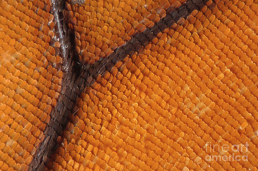 Butterfly Photograph - Monarch Butterfly Wing Scales by Raul Gonzalez Perez