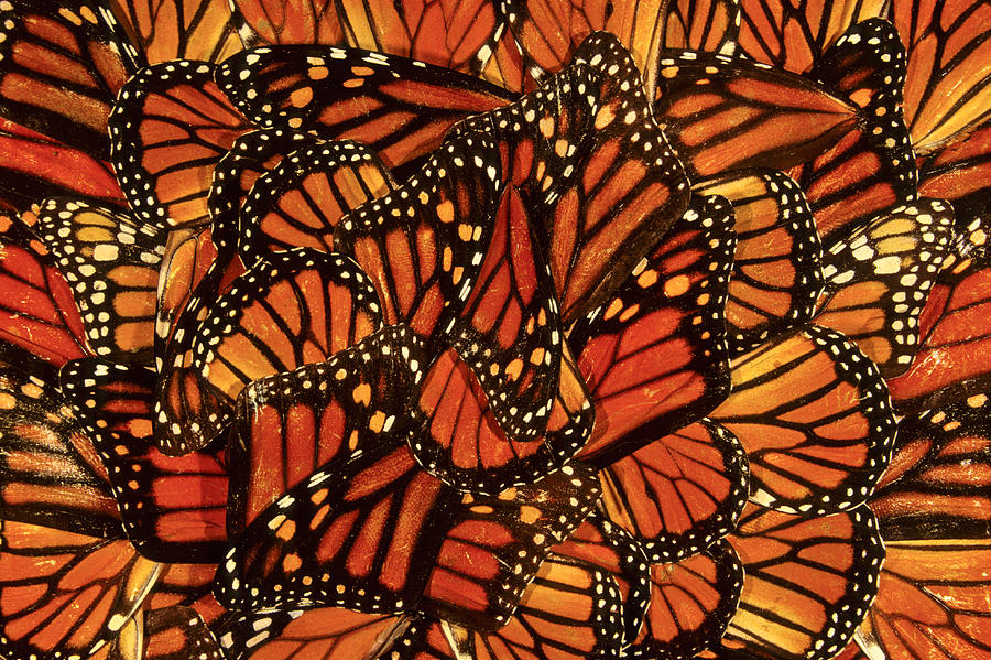 Monarch Butterfly Wings Photograph by Michael Sewell ...