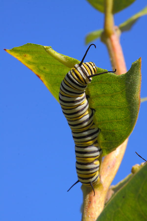 Monarch Caterpillar Photograph by Bruce J Robinson