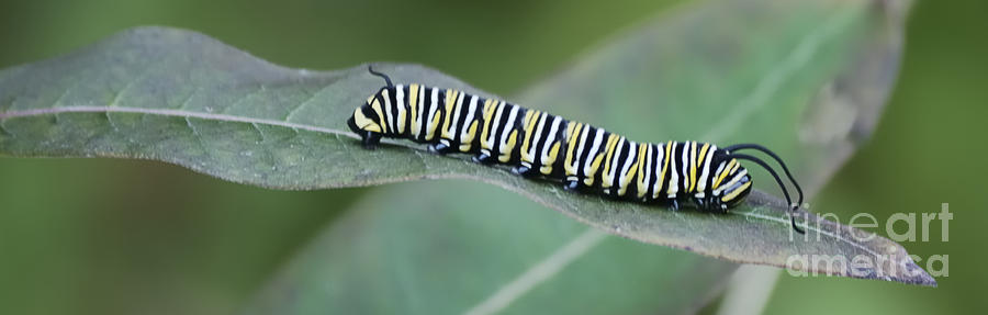 Monarch Caterpillar Photograph by Randy Bodkins