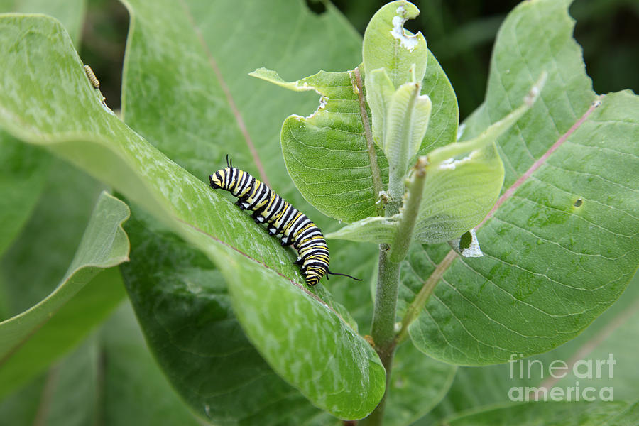 Monarch Caterpillar Photograph by Ted Kinsman