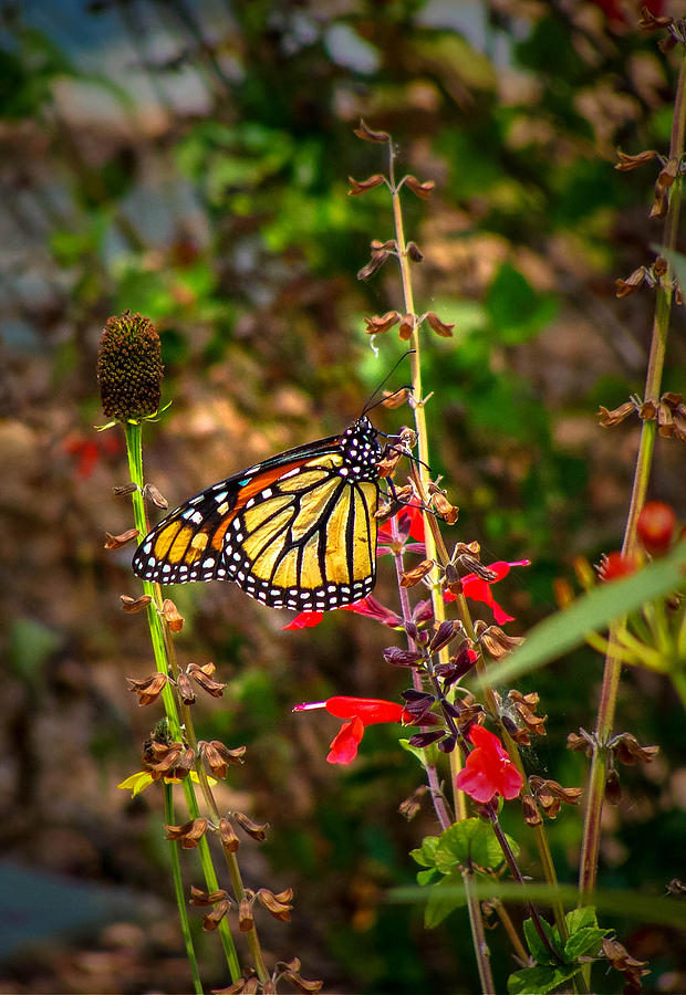 Monarch Climb Photograph by Stacy Michelle Smith