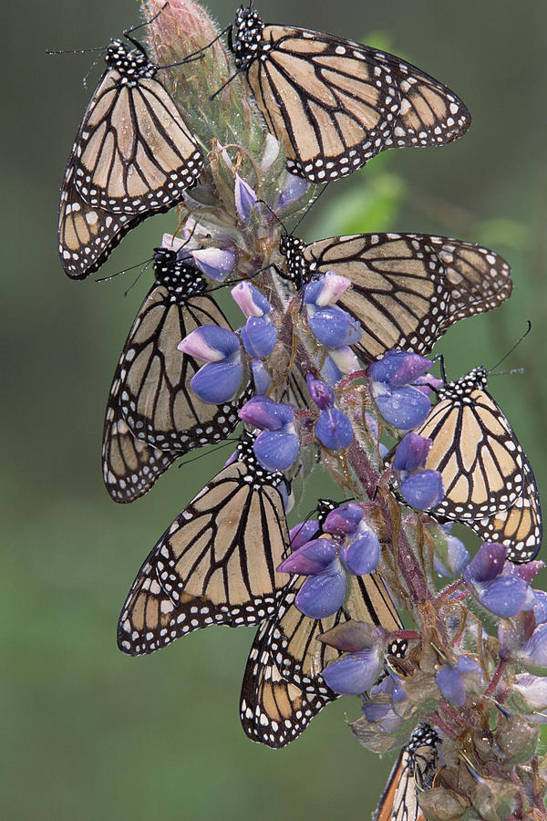 Monarch Danaus Plexippus Butterflies Photograph by Tim Fitzharris