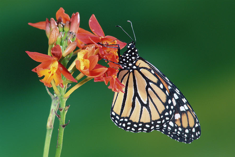 Monarch Butterfly on Milkweed Photograph by Michael and Patricia Fogden