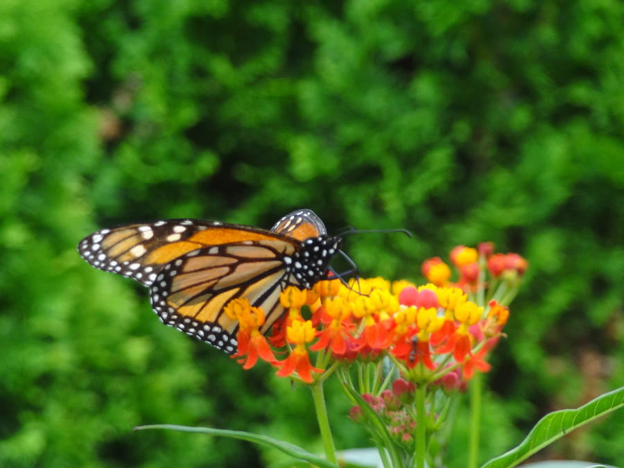 Butterfly Photograph - Monarch East by Nancy Fillip