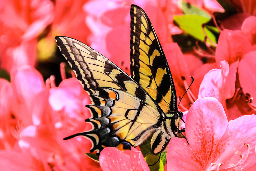Butterfly Photograph - Monarch in Pink by Kaye DeGuzman
