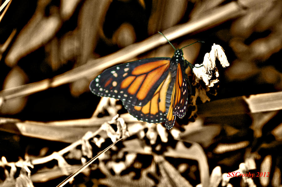 Monarch in Sepia Photograph by Susan Stevens Crosby