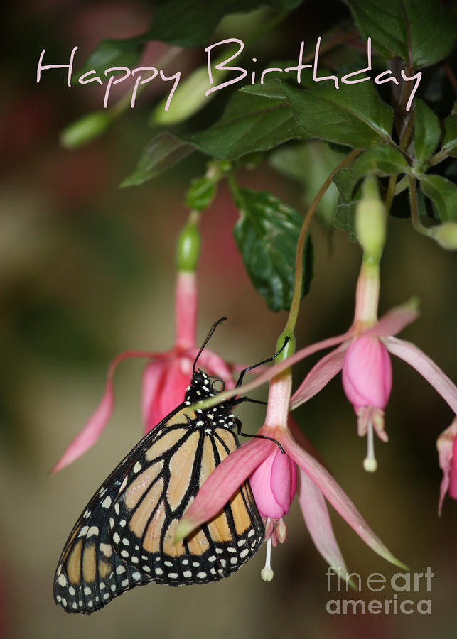 Monarch in the Fuchsias - Birthday Card Photograph by Carol Groenen