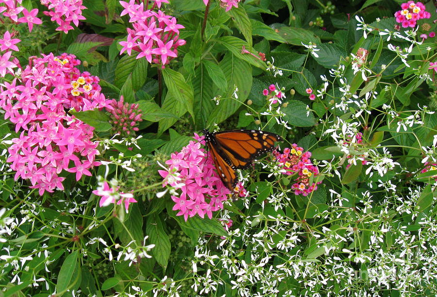 Monarch in the Garden   Photograph by Nancy Patterson