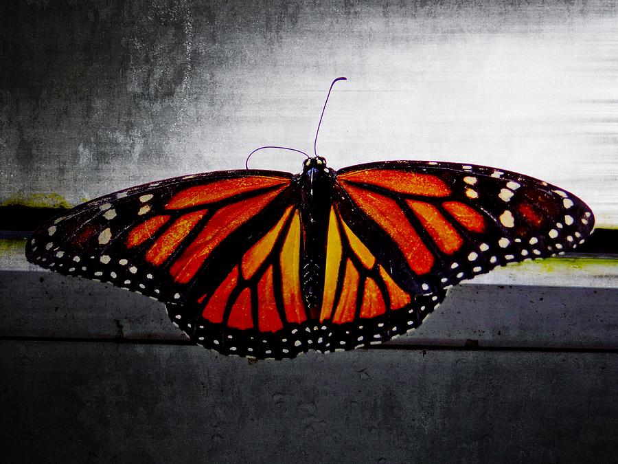 Monarch Photograph by Julia Wilcox