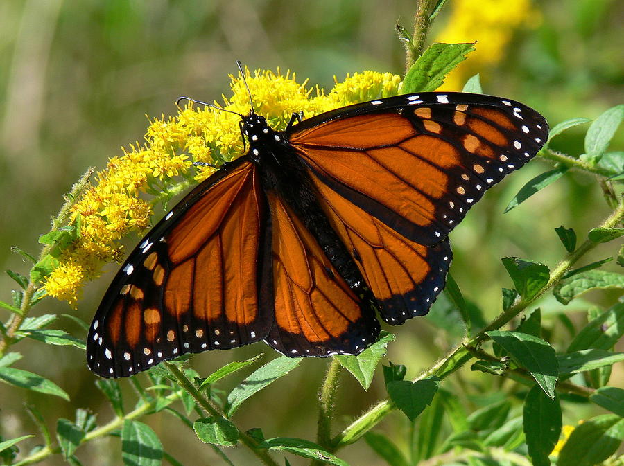 Monarch Photograph by Kevin Fortier