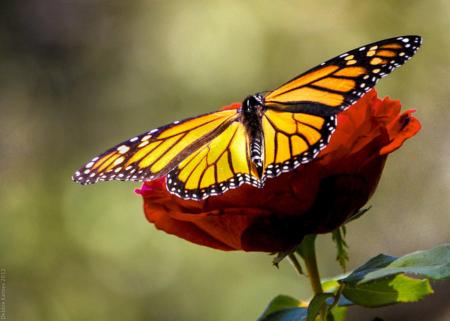Monarch Landing Strip Photograph by Debbie Karnes