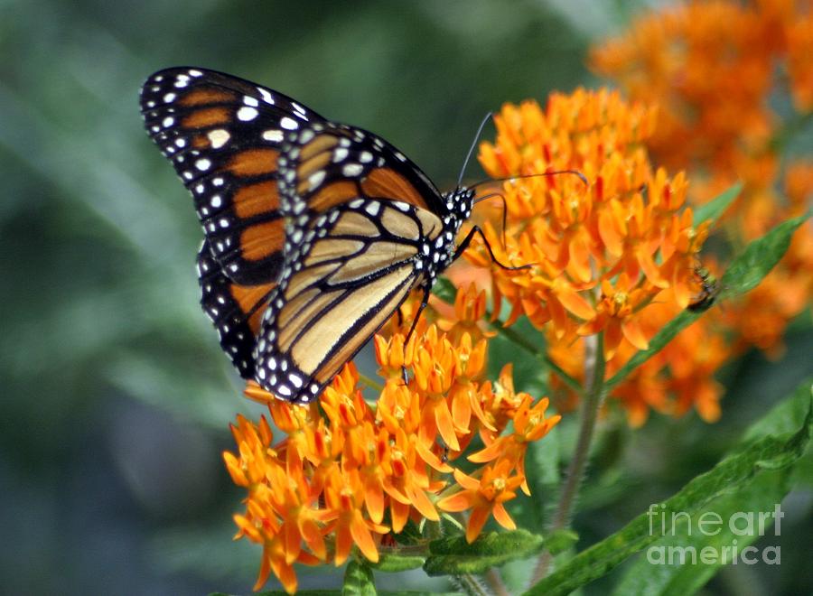 Monarch Photograph by Living Color Photography Lorraine Lynch