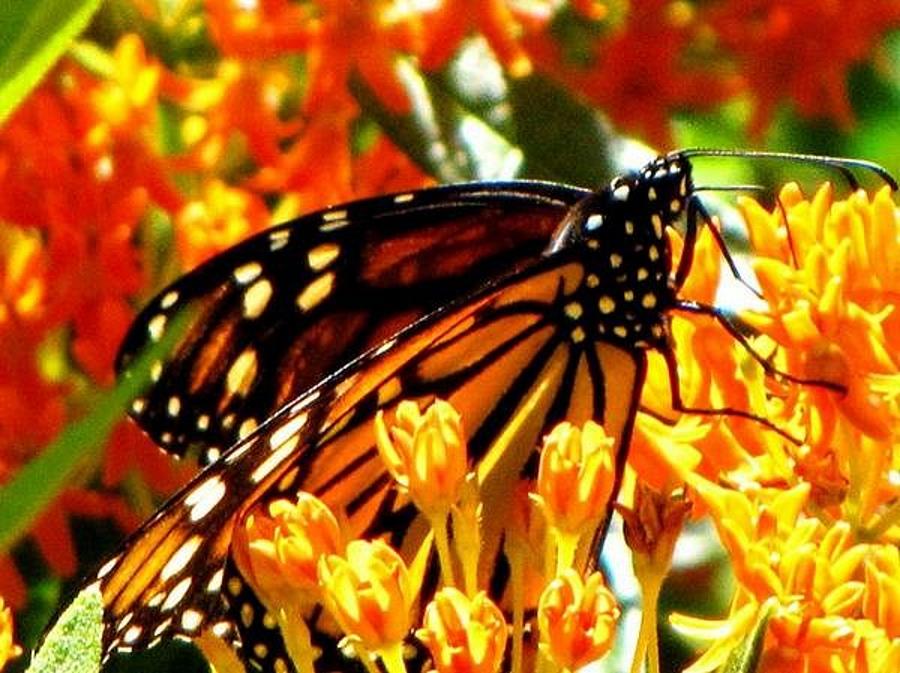 Nature Photograph - Monarch Madness by Harry Wojahn