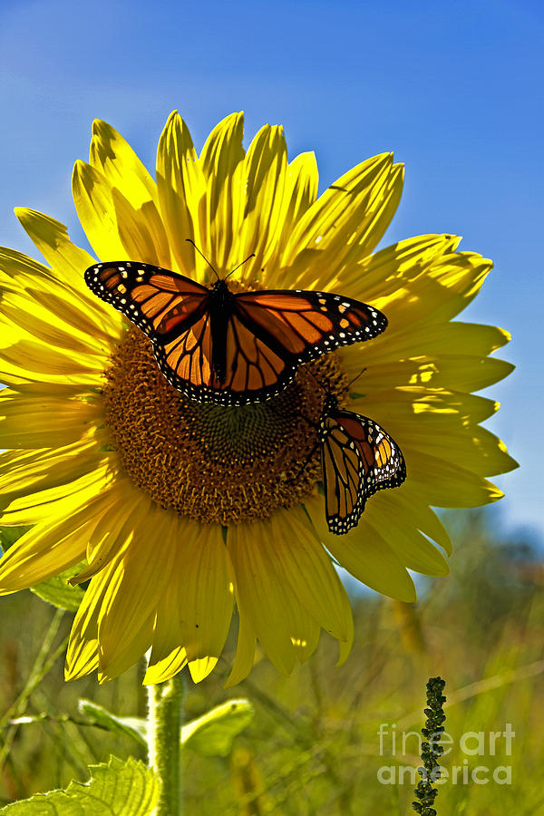 Sunflower Photograph - Monarch Mother and Child Reunion by Brenda Giasson