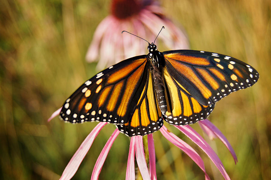 Monarch of the Meadow Photograph by Bill Pevlor