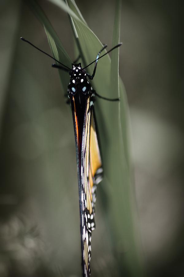 Monarch on a Blade of Grass Photograph by Scott Hovind