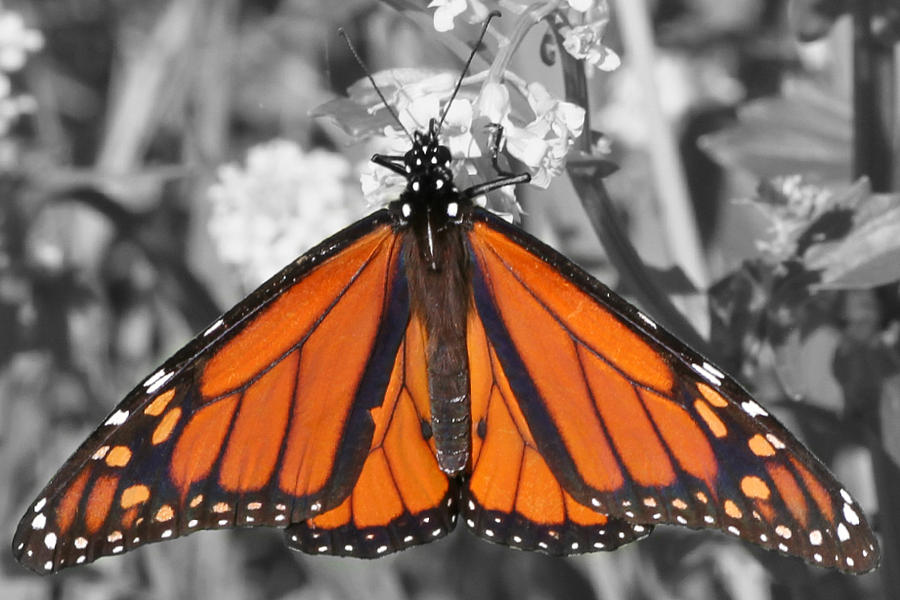 Monarch on Black and White Photograph by Mark J Seefeldt