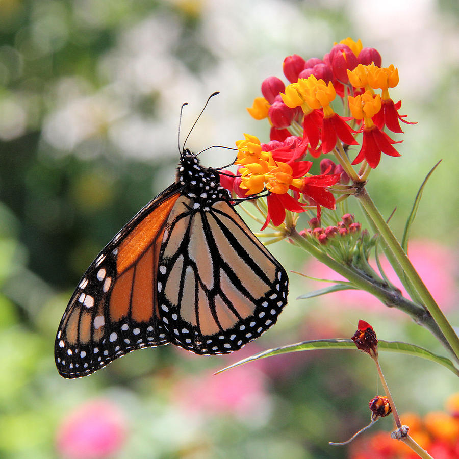 Monarch on Butterfly Weed Photograph by Doris Potter