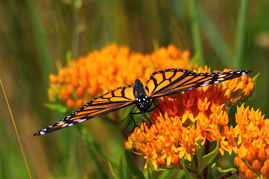 Monarch on Butterfly Weed Photograph by Scott Hovind