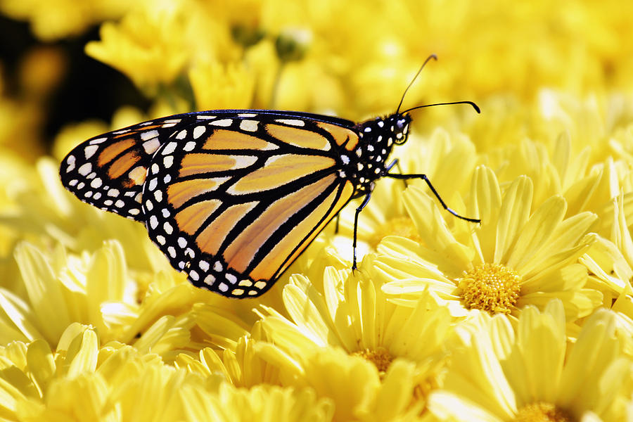 Monarch on Chrysanthemums Photograph by Alan Hausenflock