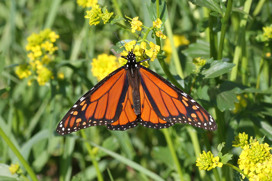 Monarch on Green and Yellow Photograph by Mark J Seefeldt