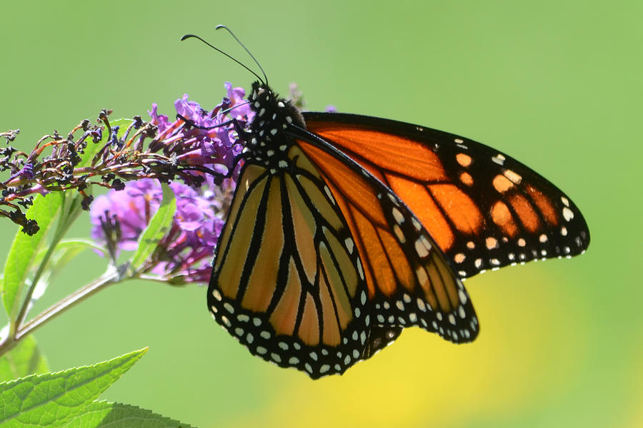 Monarch on Green Photograph by Ann Bridges