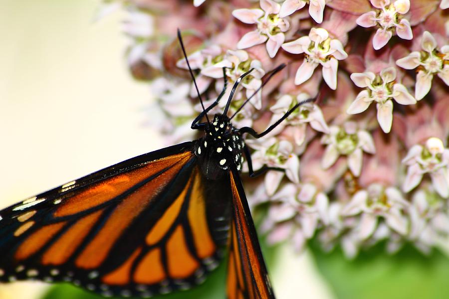 Monarch on Milkweed 4 Photograph by Scott Hovind